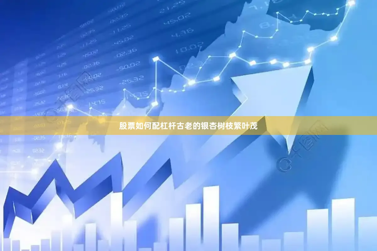 股票如何配杠杆古老的银杏树枝繁叶茂